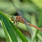 Das Weibchen der Keilfleck-Mosaikjungfer (Aeshna isoceles) entdeckte . . .