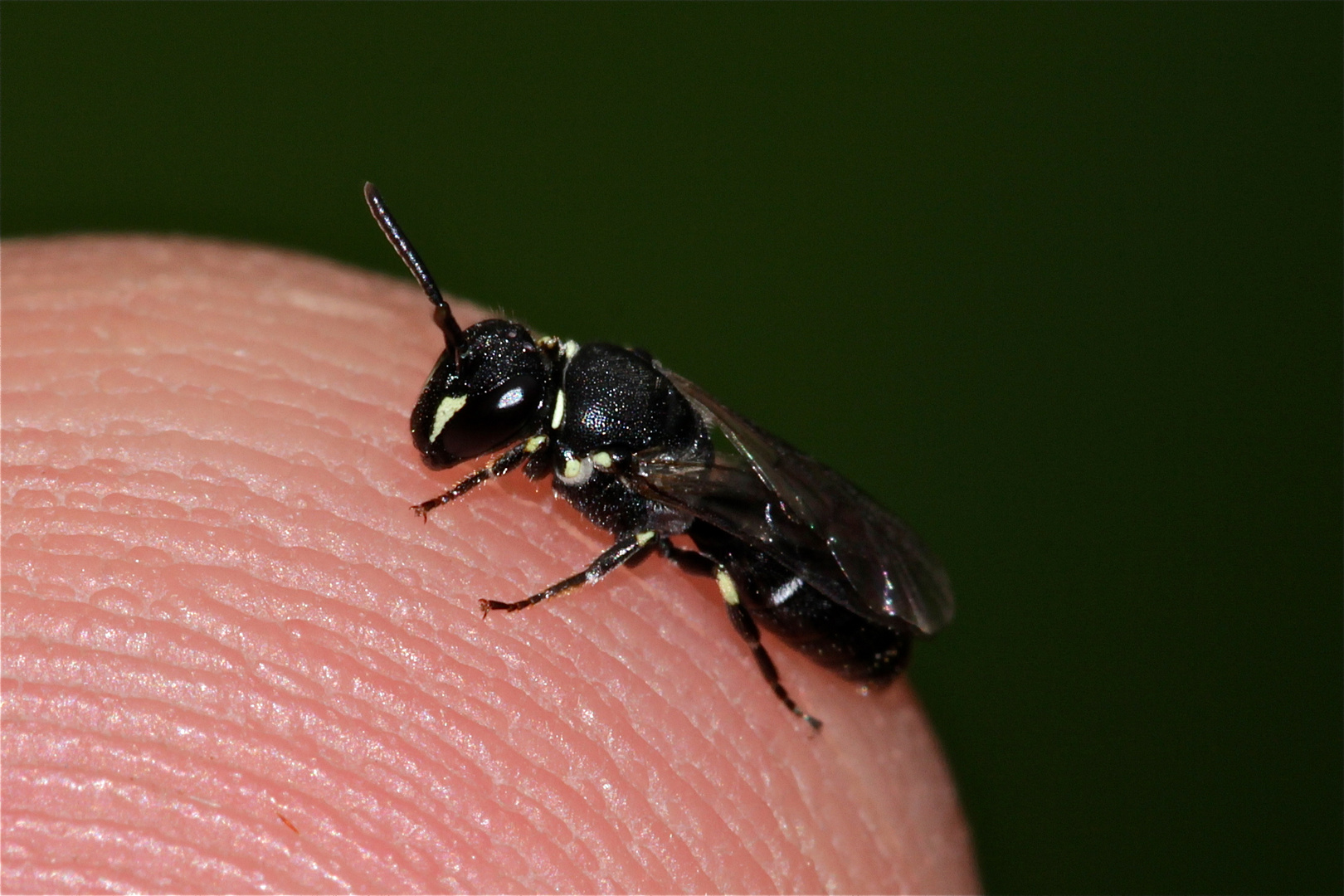 Das Weibchen der Maskenbiene Hylaeus signatus, . . .