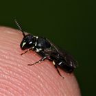 Das Weibchen der Maskenbiene Hylaeus signatus, . . .