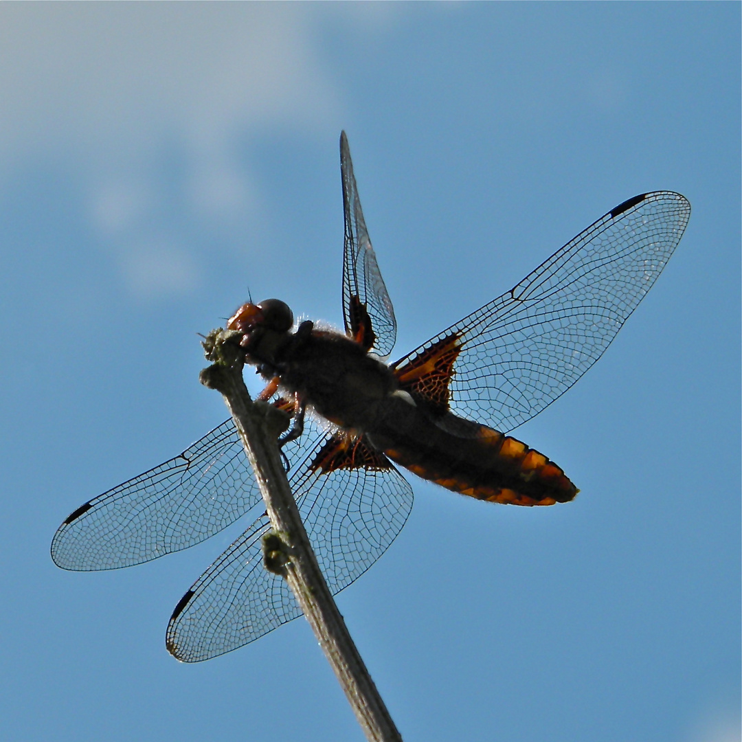 Das Weibchen der Plattbauchlibelle (Libellula depressa) gegen den Sommerhimmel . . .