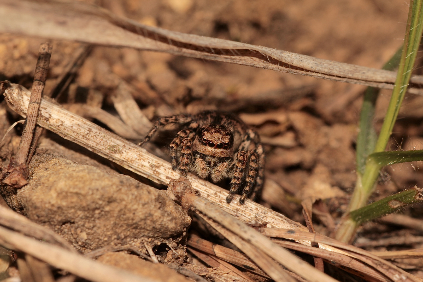 Das Weibchen der sehr seltenen Springspinne Asianellus festivus = Phlegra festiva, ...