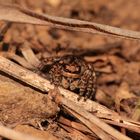 Das Weibchen der sehr seltenen Springspinne Asianellus festivus = Phlegra festiva, ...