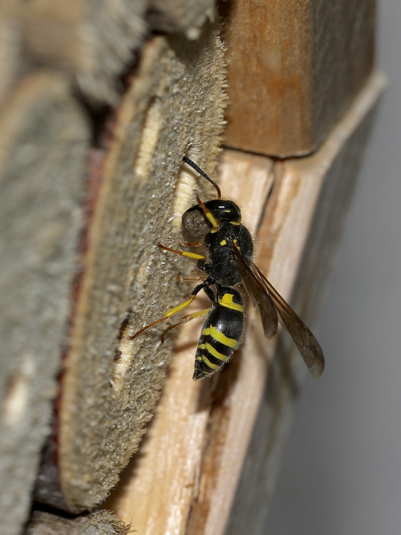 Das Weibchen der solitären Faltenwspe ANCISTROCERUS NIGRICORNIS ...