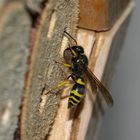 Das Weibchen der solitären Faltenwspe ANCISTROCERUS NIGRICORNIS ...