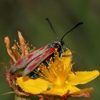 Das Weibchen des Beilfleck-Widderchens (Zygaena loti) ...