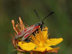 Das Weibchen des Beilfleck-Widderchens (Zygaena loti) ...