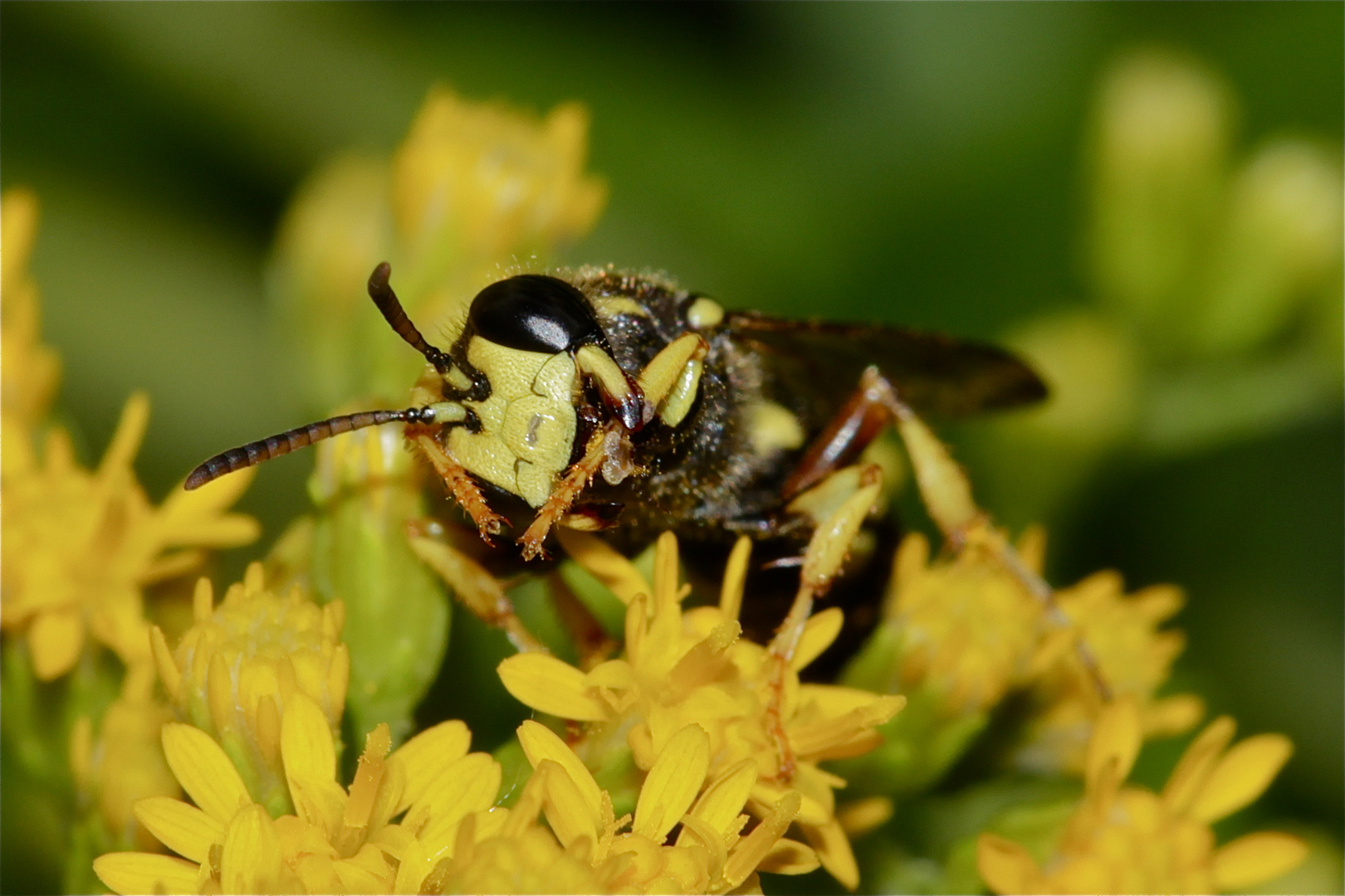 Das Weibchen des BIENENWOLFS (PHILANTHUS CORONATUS* ) . . .