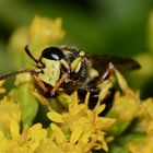 Das Weibchen des BIENENWOLFS (PHILANTHUS CORONATUS* ) . . .