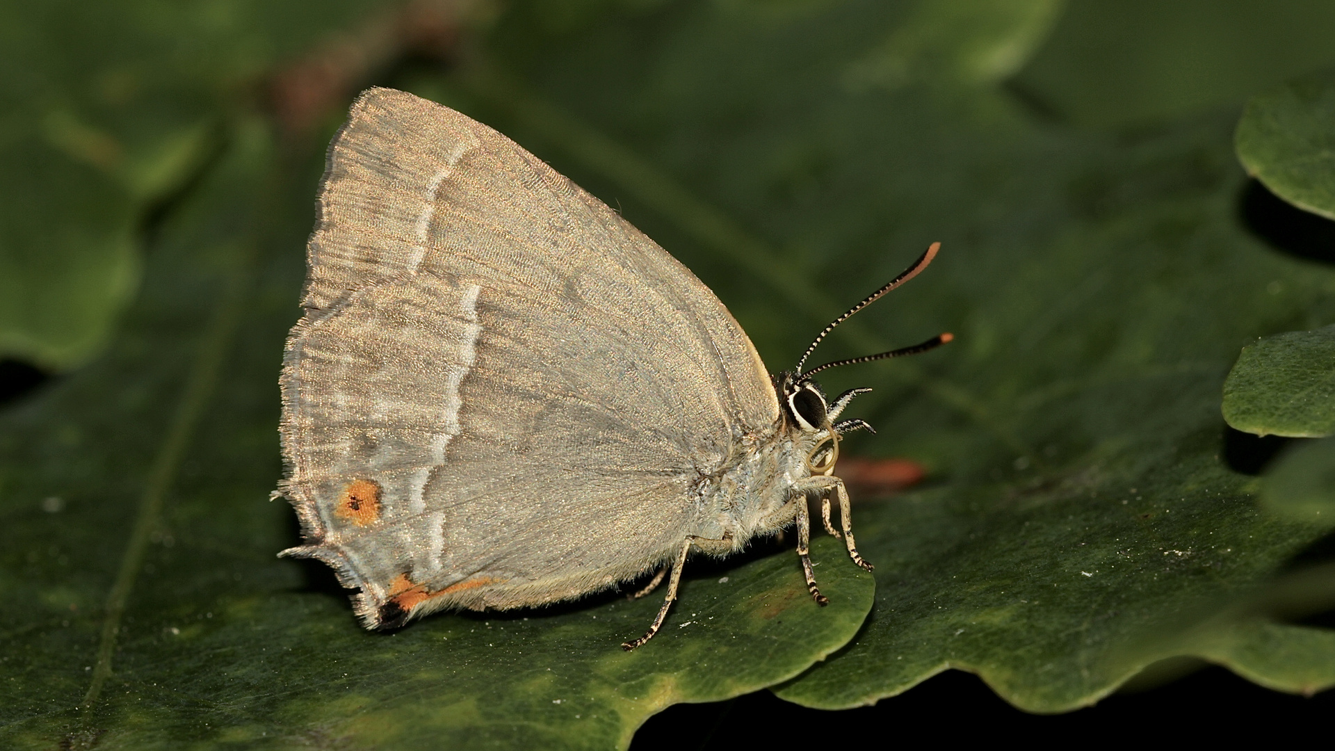 Das Weibchen des Eichenzipfelfalters (Zephyrus quercus) ...