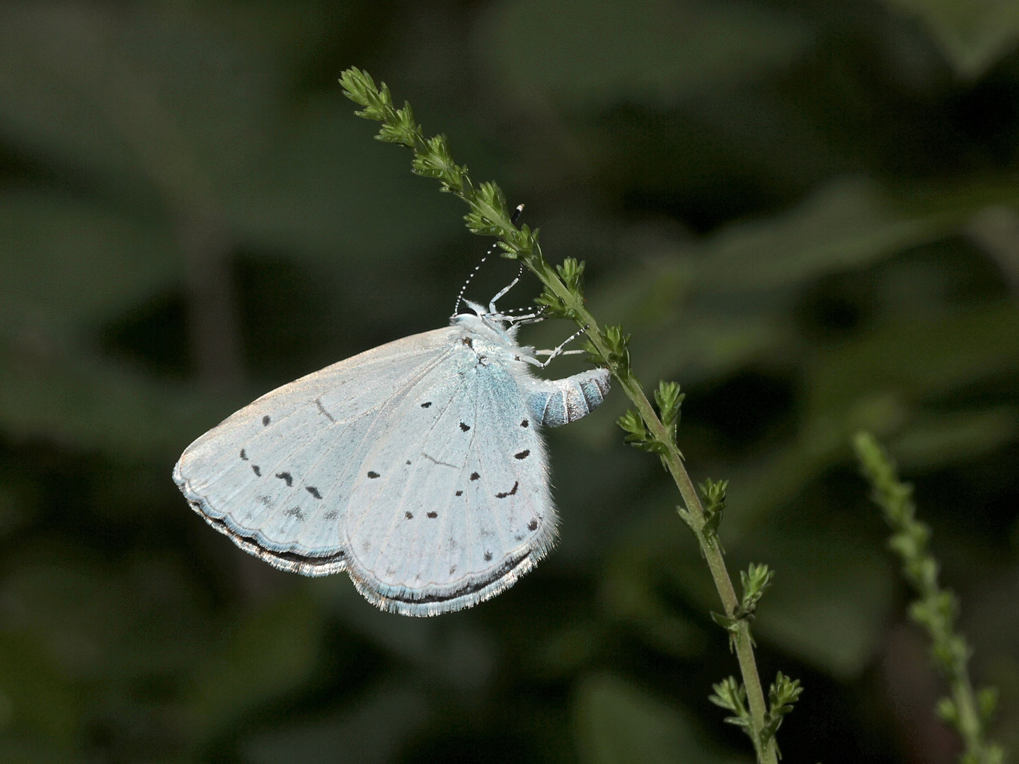 Das Weibchen des Faulbaumbläulings (Celastrina argiolus) bei der Eiablage ...