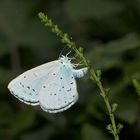 Das Weibchen des Faulbaumbläulings (Celastrina argiolus) bei der Eiablage ...