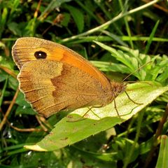 Das Weibchen des Großen Ochsenauges (Epinephele jurtina)