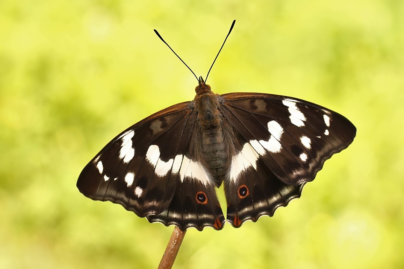 Das Weibchen des großen Schillerfalters