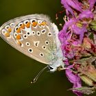 Das Weibchen des Hauhechel-Bläulings (Polyommatus icarus) an Blutweiderich