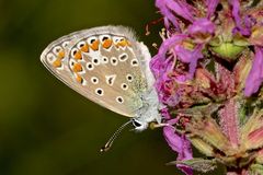 Das Weibchen des Hauhechel-Bläulings (Polyommatus icarus) an Blutweiderich