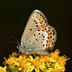 Das Weibchen des Idas- oder Ginster-Bläulings (Plebejus idas) von der Unterseite