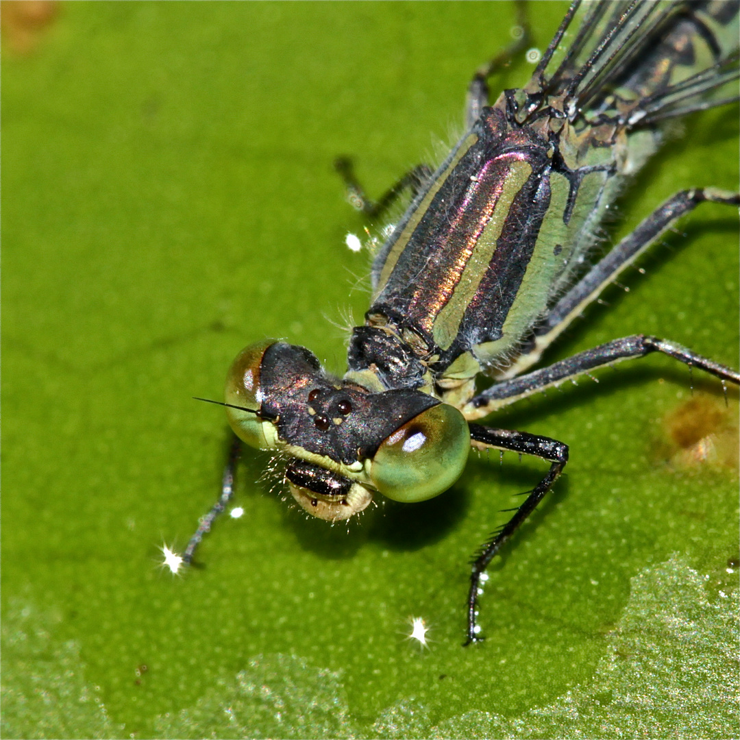 Das Weibchen des Kleinen Granatauges (Erythromma viridulum)