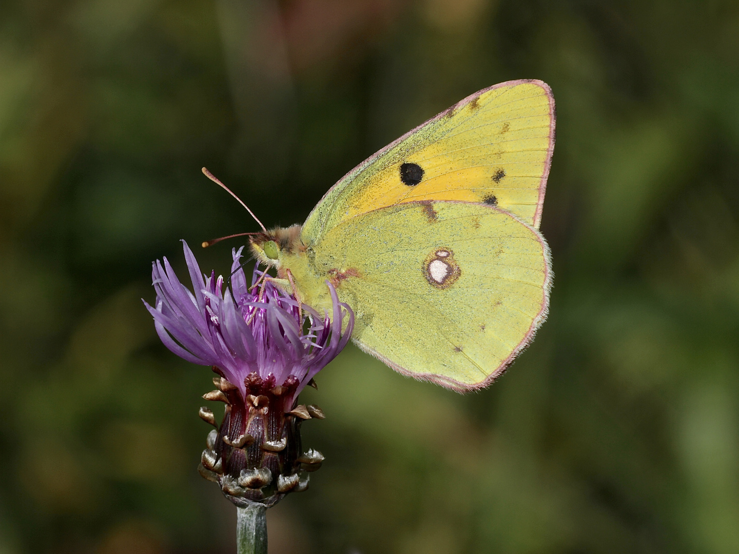 Das Weibchen des Postillons (Colias croceus) ...