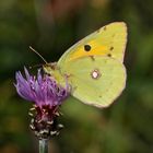 Das Weibchen des Postillons (Colias croceus) ...