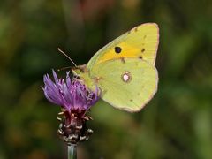 Das Weibchen des Postillons (Colias croceus) ...