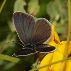 Das Weibchen des Zwergbläulings (Cupido minimus) 