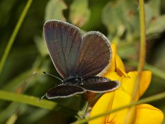 Das Weibchen des Zwergbläulings (Cupido minimus) 