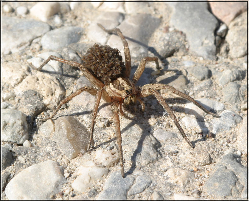 Das Weibchen einer Tarantel mit vielen Jungen. Foto & Bild tiere, wildlife, spinnen Bilder auf