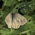 Das Weibchen eines Bergweißlings (Pieris bryoniae) ...