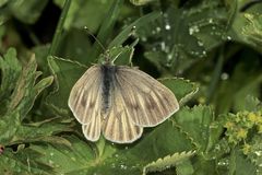 Das Weibchen eines Bergweißlings (Pieris bryoniae) ...