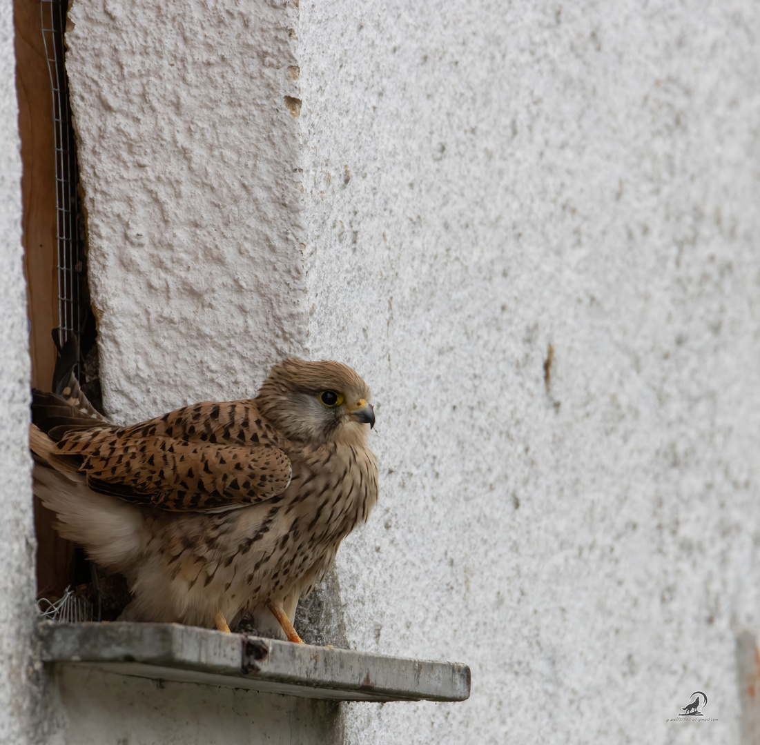 Das Weibchen sitzt an der Scheune vorm Nest