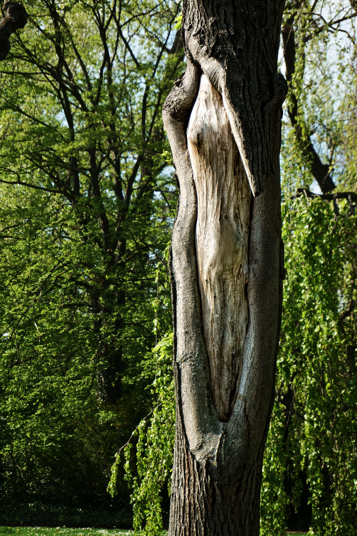 Das Weibliche im Baum ...