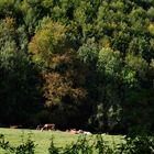 das Weidegelände neben dem Brühlbach