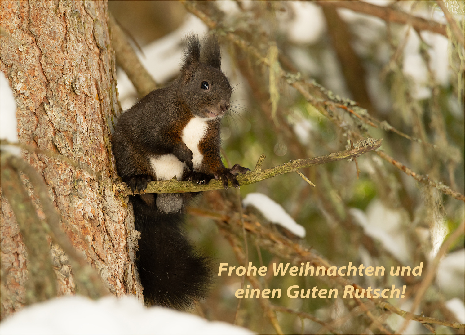 Das Weihnachtshörnchen!