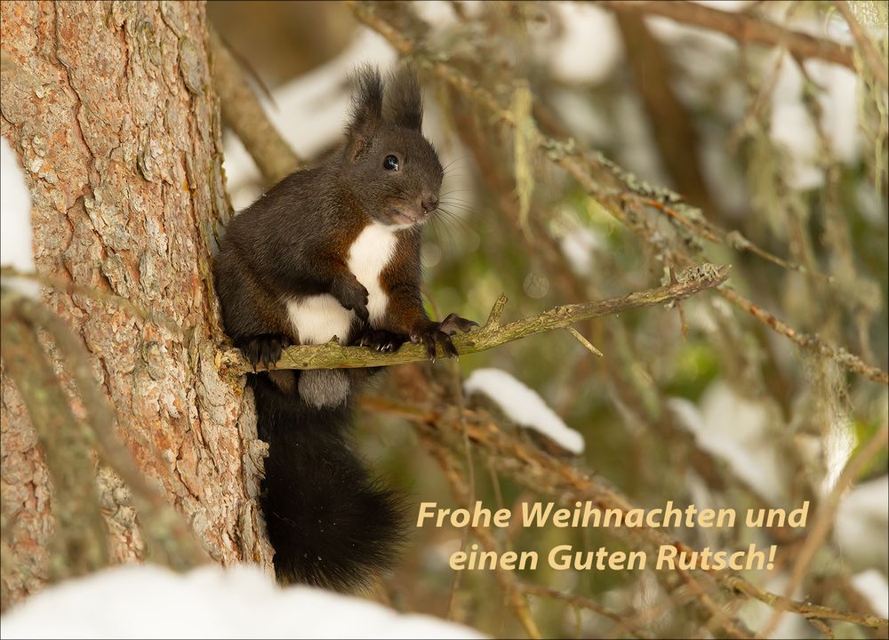 Das Weihnachtshörnchen!