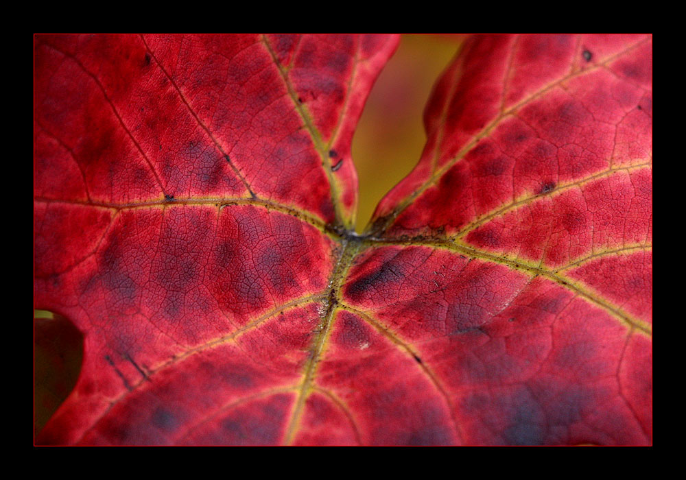 Das Weinblatt