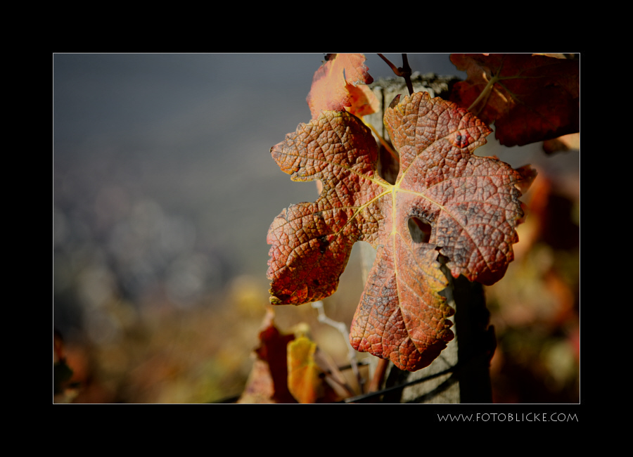 Das Weinblatt