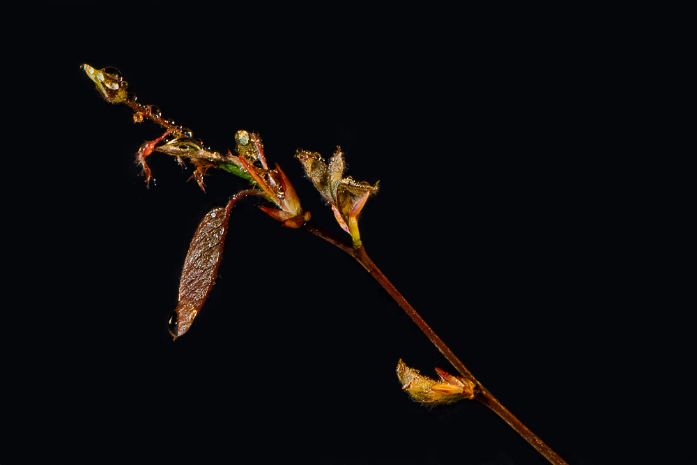 das weinende blatt