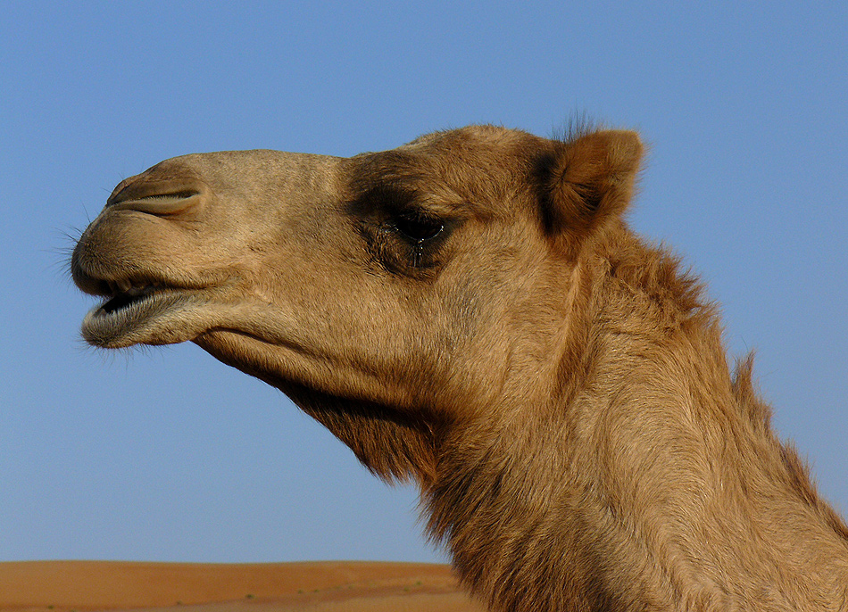 Das Weinende Kamel