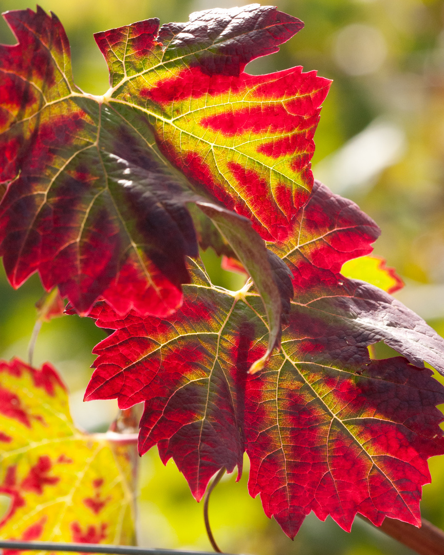 Das Weinlaub wir schon rot I