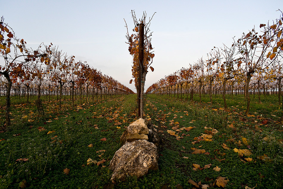 Das Weinviertel