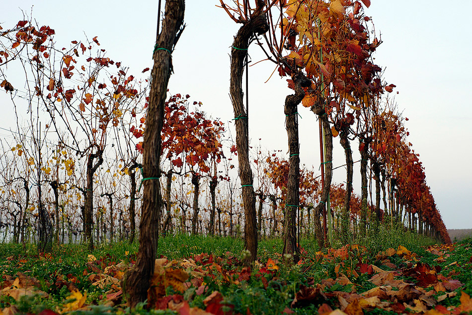 Das Weinviertel II