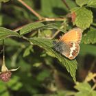 Das Weißbindige Wiesenvögelchen (Coenonympha arcania) ...  