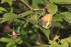 Das Weißbindige Wiesenvögelchen (Coenonympha arcania) ...  