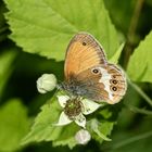 Das Weißbindige Wiesenvögelchen (Coenonympha arcania) ...