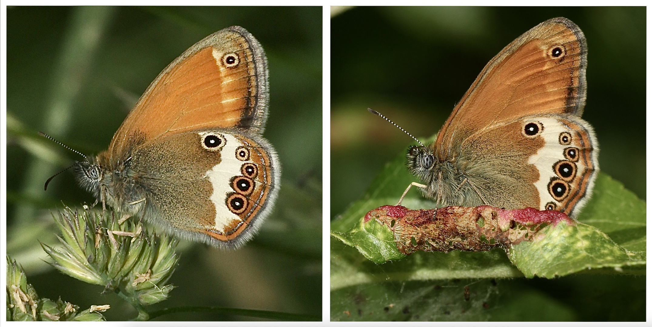 Das Weißbindige Wiesenvögelchen (Coenonympha arcania)