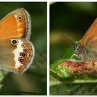 Das Weißbindige Wiesenvögelchen (Coenonympha arcania)