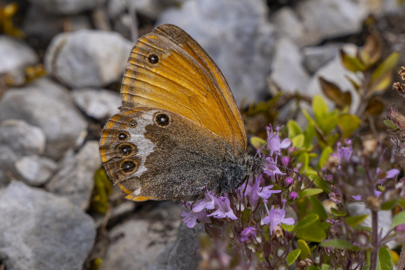 Das Weißbindige-Wiesenvögelchen (Coenonympha hero)