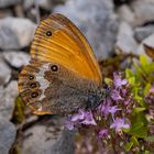 Das Weißbindige-Wiesenvögelchen (Coenonympha hero)