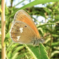 Das Weißbindige Wiesenvögelchen oder der Perlgrasfalter - . . .