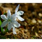 Das weisse Blausternchen ( Rarität!)